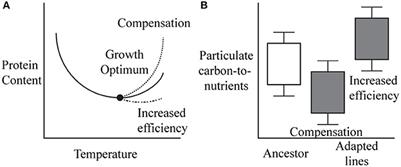 Evolutionary Pathway Determines the Stoichiometric Response of Escherichia coli Adapted to High Temperature